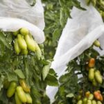 Agricultrue Non Woven